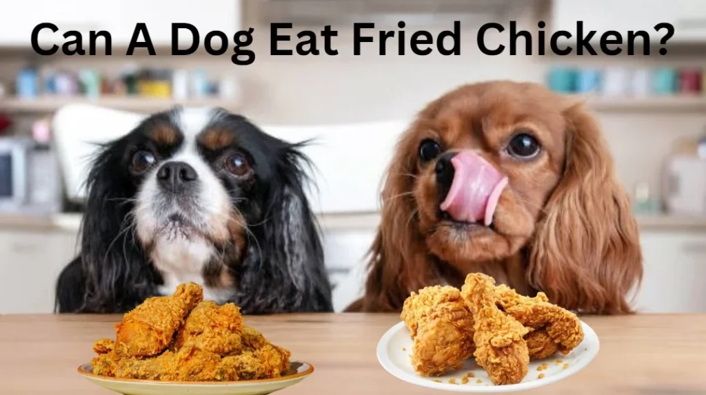 Can A Dog Eat Fried Chicken