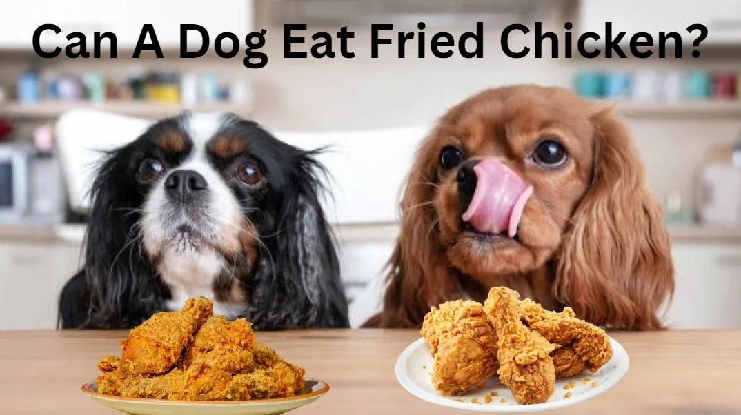 Can A Dog Eat Fried Chicken? Here’s the Truth